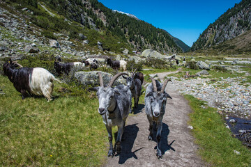Ziegenherde auf der Sulzenau Alm im Stubaital