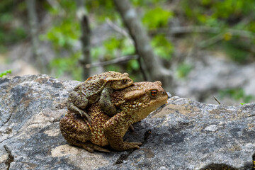 Couple Of European Toads spotted in Paklenica National Park. Croatia, 28th April 2015.