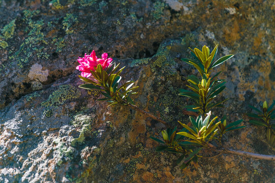 Bl&uuml;hende Alpenrose am Fels