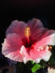 Naklejka premium pink hibiscus flower