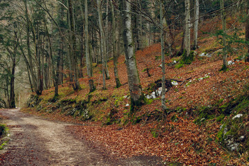 autumn forest loneliness landscape dirt trail for walking and birch trees along way September moody season calm day time scenery