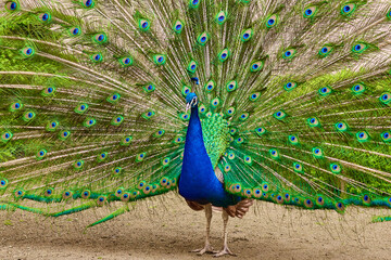 Obraz premium A male peacock with a long green tail feathers in the garden.