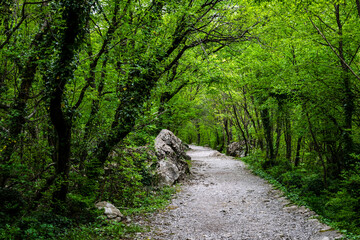 Peaceful walking trial among lush green forest in the Northern Velebit National Park during spring time. Croatia, 28th April 2015.