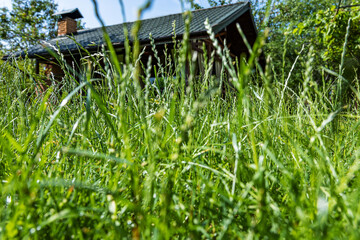 Green grass from a small perspective, shallow depth of field, selective focus