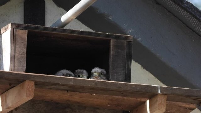 Turnfalken (Falco tinnunculus) am Nistkasten