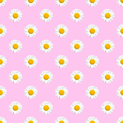 chamomile flower seamless pattern isolated on a pastel pink background. medicine herb.  summer minimal concept.