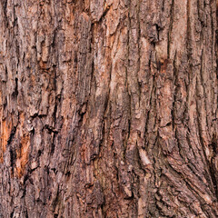 Closeup of old weather beaten tree bark texture background pattern