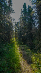 Fototapeta premium Alaska Trees in Summer