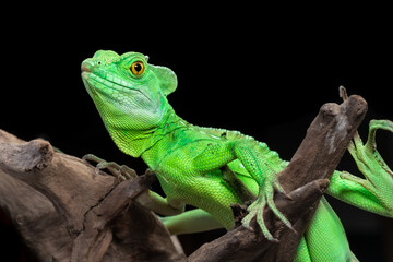 Green basilisk lizard know as Jesus lizard, the reptile the can run on water isolated on back background - obrazy, fototapety, plakaty