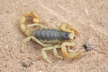 Giant Desert Hairy Scorpion.