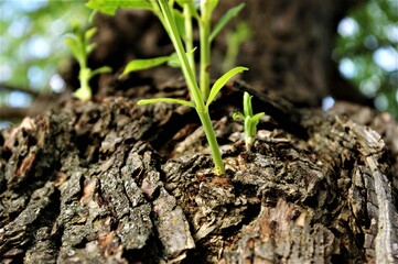 New green growth on bark