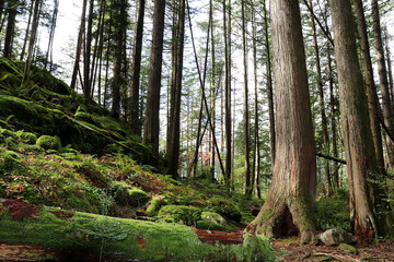 Walking through the forest 