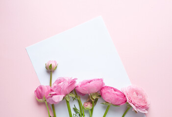 A bouquet of pink ranunculus flowers. A white sheet of paper lies on pink paper. Top view, copy space. Concept Mother's Day, Family Day, Valentine's Day