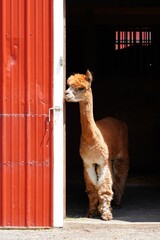 Een bruine alpaca voor een rode staldeur