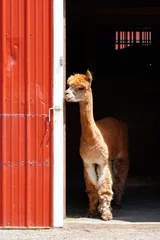 Fotobehang Vermiljoen Een bruine alpaca voor een rode staldeur