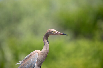 Fototapeta premium Reddish Egret