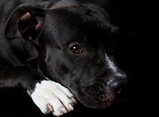 American pit bull terrier on dark background. Close up.