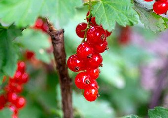 Ripe red currant berry hanging on a branch of a bush, close-up