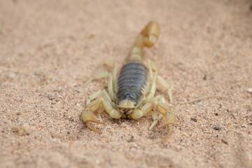 Giant Desert Hairy Scorpion.