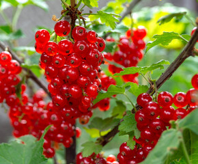 Ripe red currant berries hanging on a branch of a bush, close-up