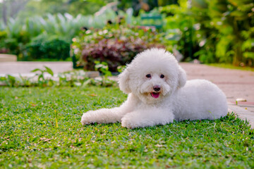 White Toy Poodle in the park