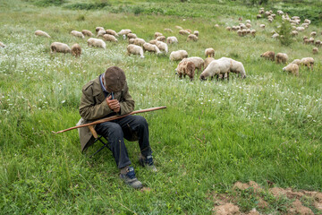 Old shepherd resting with his flock of sheep in the background