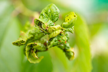 Branch of fruit tree with wrinkled leaves affected by black aphid.