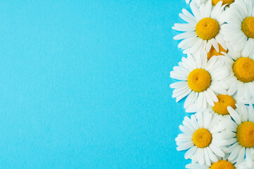 White camomile flowers on a blue background. Top view, copy space.