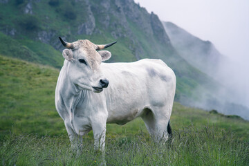 Fototapeta premium White calf in the mountain pasture