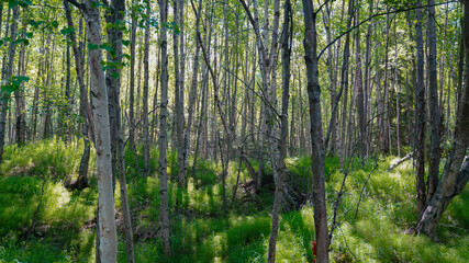 Beautiful Trees in Alaska background