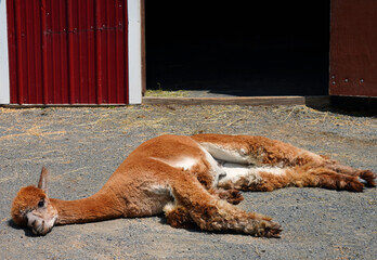 A brown alpaca lying on the ground
