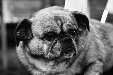 pug dog close up