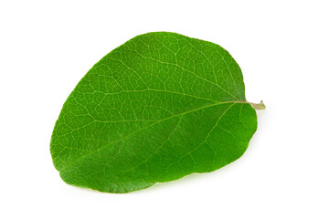 Fototapeta na wymiar one green apple leaf isolated on white background