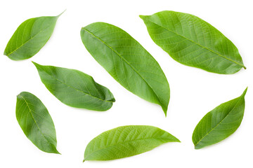 green walnut leaves isolated on a white background. Top view