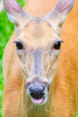 portrait of a deer