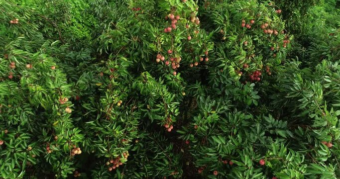 Aerial view of lychee fruits in growth on tree in summer