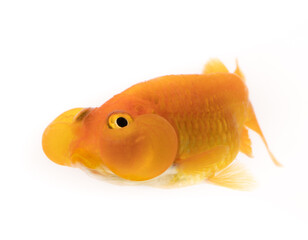 Bubble Eye goldfish with upward-pointing eyes that are accompanied by two large fluid-filled sacs