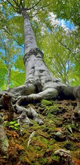 Fototapeta premium tree in the forest
