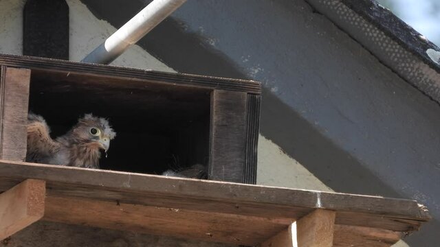 Turnfalken (Falco tinnunculus) am Nistkasten