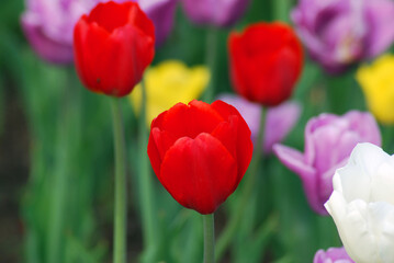 Red and yellow tulips