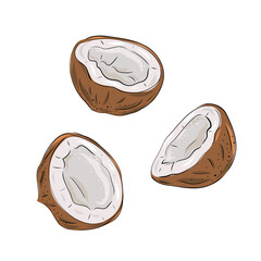 Coconut - whole nut coco segment and coconut pulp. Half tropical fruit. Vector illustration in hand drawn style.