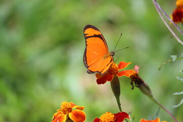 butterfly on a flower
