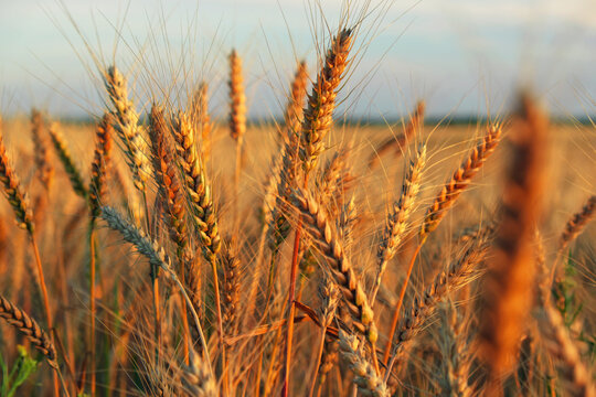 Wheat field at sunset. Beautiful evening landscape. Spikelets of wheat turn yellow. Magic colors of sunset light