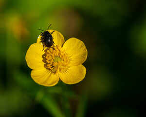 Black bug on a yellow flower 