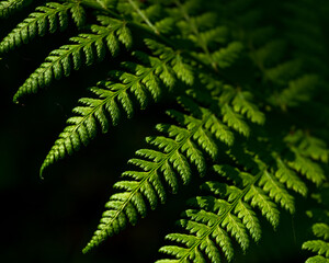 Fern leaf