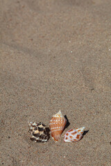Seashells in the sand, copy space.
Concept: vacation, rest, relaxation