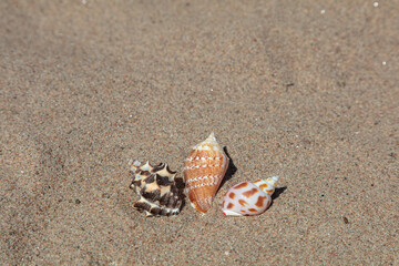 Seashells in the sand, copy space.
Concept: vacation, rest, relaxation