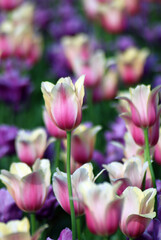 Pink tulips in the garden