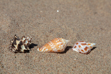 Seashells in the sand. There is a place for text.