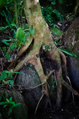tree roots in the forest